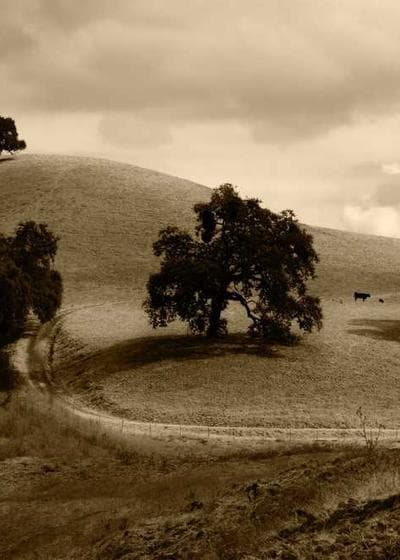 Stephen Curry Logoman Auto