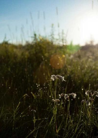 Force of Will - Alliances