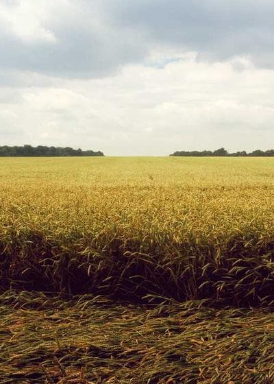 Kobe Bryant Rookie Auto