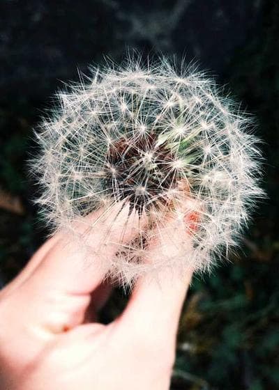 Black Lotus Magic Card