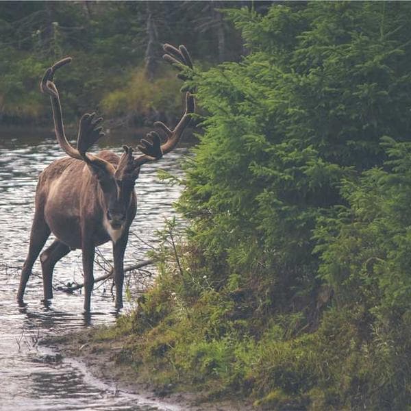 Leather Messenger Bag