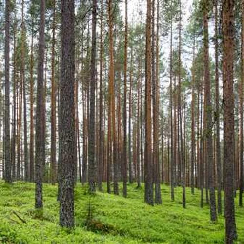 Morgan Silver Dollar