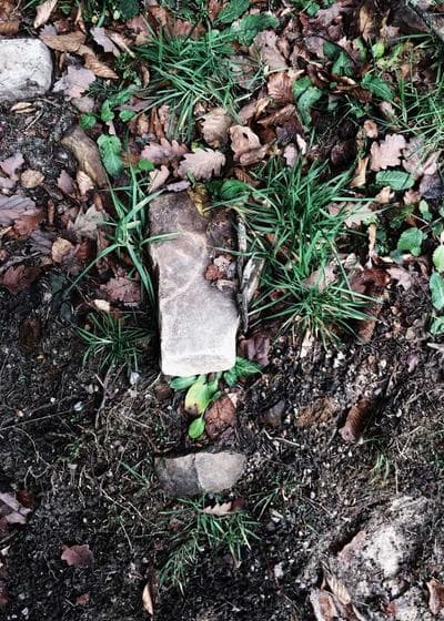 Venusaur 1st Edition